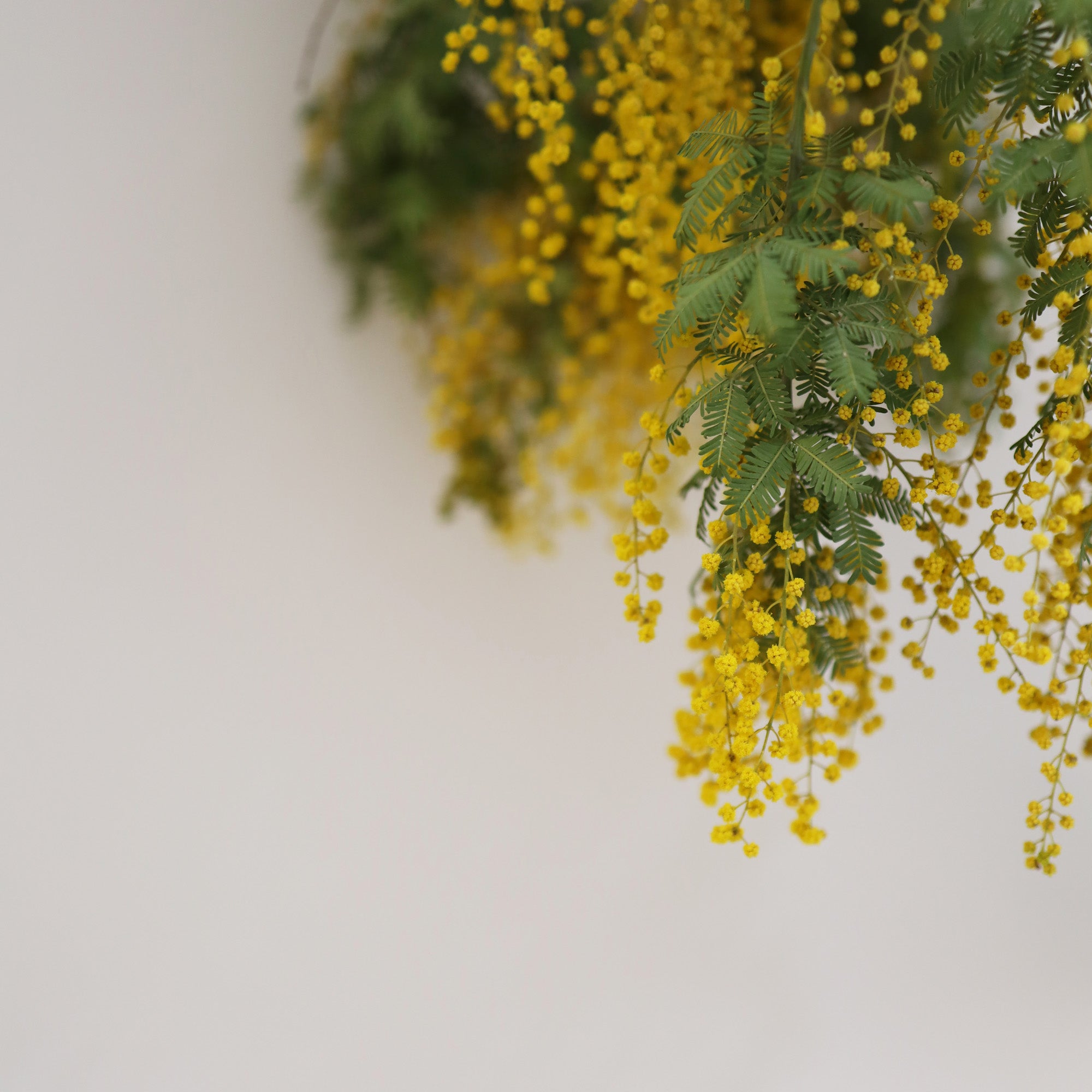mimosa（ミモザ）